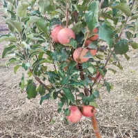 خدمات درختان میوه|خدمات باغبانی و درختکاری|اراک, |دیوار