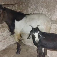 پازن