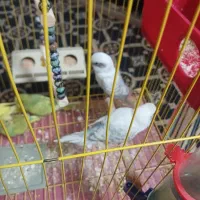 4تا مرغ عشق|پرنده|شاهین‌شهر, مسکن مهر|دیوار