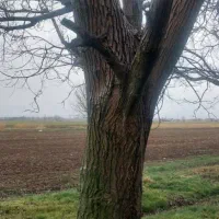 حرص وبرش کاری چ وب|خدمات باغبانی و درختکاری|خزل, |دیوار