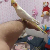 عروس هلندی دستی وباهوش وسخنگو|پرنده|زنجان, |دیوار