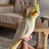 جوجه عروس هلندی|پرنده|دهلران, |دیوار