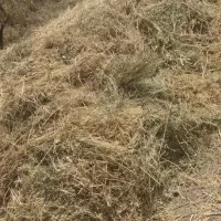 علوفه دام شرایطی