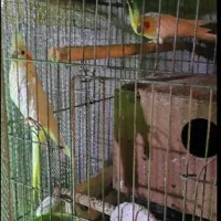 عروس هلندی