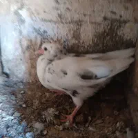 تعدادی کبوتر..سالم جوجه کشی .پرش