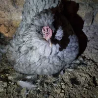 مرغ گلین طوسی کرچ