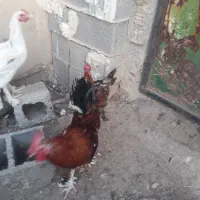 حیوانات مزرعه