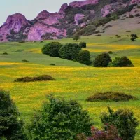 استخدام آشپز وسرپرست صبحانه سرا خانم