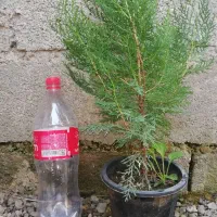 کاج سبز فشرده|گل و گیاه طبیعی|واجارگاه, |دیوار