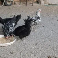 مرغ وخروس گلین|حیوانات مزرعه|اصفهان, کشاورزی|دیوار