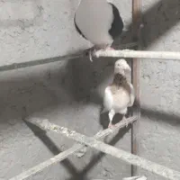 چپ زردماده یهودی هفرنگ ماده شصتی زرد گل دار