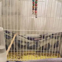 طوطی برزیلی