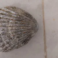 صدف زیبا وبزرگ و باستانی