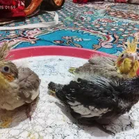 جوجه نرمه خور عروس هلندی