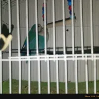 کتوله|پرنده|سراوان, |دیوار