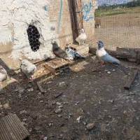 کبوتر پرشی شازده کله دار