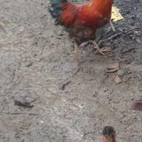 خروس محلی|حیوانات مزرعه|چوبر, |دیوار