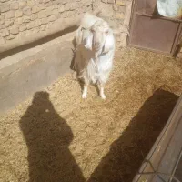 چبش پاکستانی