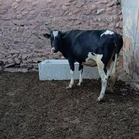 گاو دورگه|حیوانات مزرعه|چاراویماق, |دیوار