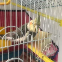 عروس هلندی|پرنده|رودسر, |دیوار