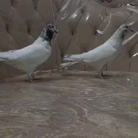 کبوتر پرشی تهرونی|پرنده|حبیب آباد, |دیوار