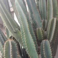 گیاه کاکتوس