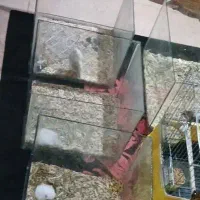 خوکچه هندی و همستر|موش و خرگوش|رشت, کوی غلام نیا|دیوار