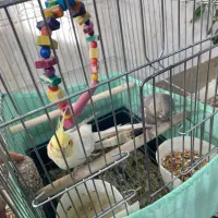 یک جفت عروس هلندی