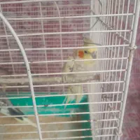 دو عدد طوطی عروس