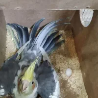 عروس هلندی گم شده|حیوانات|همدان, |دیوار