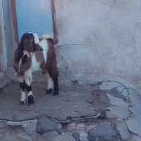 بزغاله نر اصل پاکستانی دوقلو|حیوانات مزرعه|تیکمه داش, |دیوار