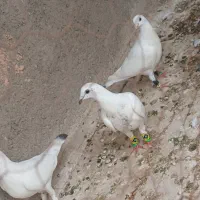 جوجه دسپر