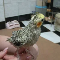 عروس هلندی ماده