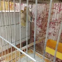 طوطی کتوله|پرنده|کرمان, |دیوار