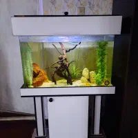 آکواریوم شرکتی