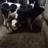 گاو آبستن ۴۵ روز مونده به زایمان|حیوانات مزرعه|نیر (اردبیل), |دیوار