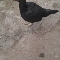 خروس لاری اصیل و۲ تا مرغ لاری اصیل وزن بالا فروشی|حیوانات مزرعه|لاهیجان, لیالستان|دیوار