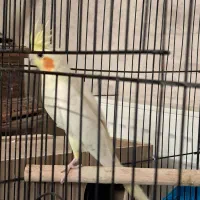 یک جفت عروس هلندی به همراه متعلقات|پرنده|یزد, |دیوار