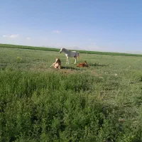 اسب کره اسب