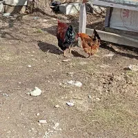 مرغ و خروس|حیوانات مزرعه|سیلوانه, |دیوار