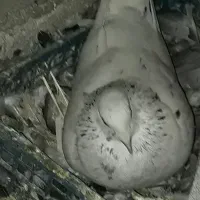 کبوتر سار سرخ نر مست دیوانه|پرنده|گالیکش, |دیوار