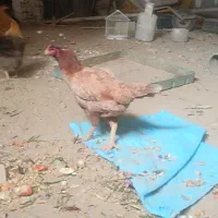 مرغ خروس لاری|حیوانات مزرعه|مشهد, شهید بصیر|دیوار