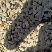 تخم کدو|عمدهفروشی|مهربان, |دیوار