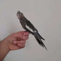 عروس هلندی نر شاه تخم|پرنده|تهران, جوادیه تهرانپارس|دیوار