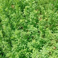 بیده به صورت پرسی تراکتوری