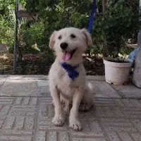 سگ با مزه|سگ|اصفهان, احمدآباد|دیوار