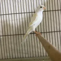 قناری نر بخون معاوضه با ماده