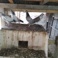 ۵ عدد کبوتر پروازی