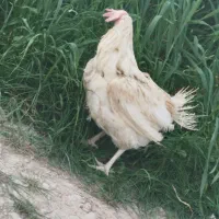 مرغ سفید|حیوانات مزرعه|دهدشت, |دیوار