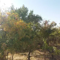 باغ انگوری ملکی ۱۰۰۰ متری روستای مغان|فروش زمین و ملک کلنگی|کاشمر, |دیوار